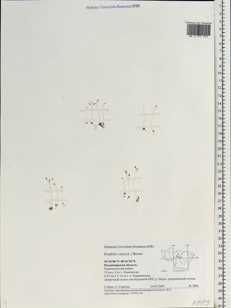 Draba verna L., Eastern Europe, Central region (E4) (Russia)