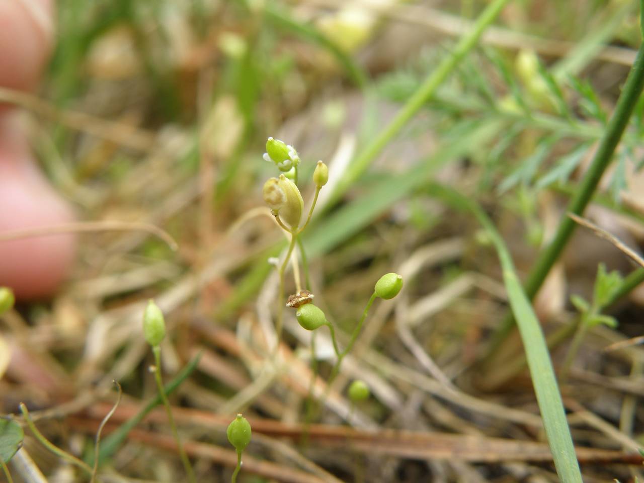 Draba verna L., Eastern Europe, Central region (E4) (Russia)