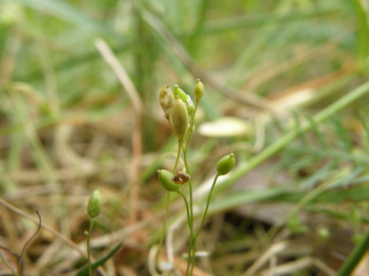 Draba verna L., Eastern Europe, Central region (E4) (Russia)