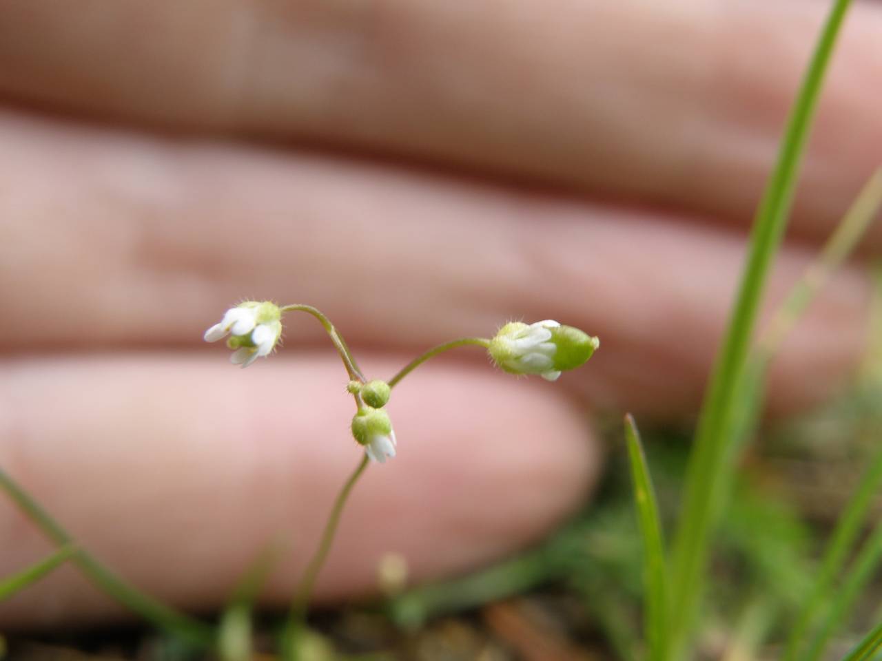 Draba verna L., Eastern Europe, Central region (E4) (Russia)