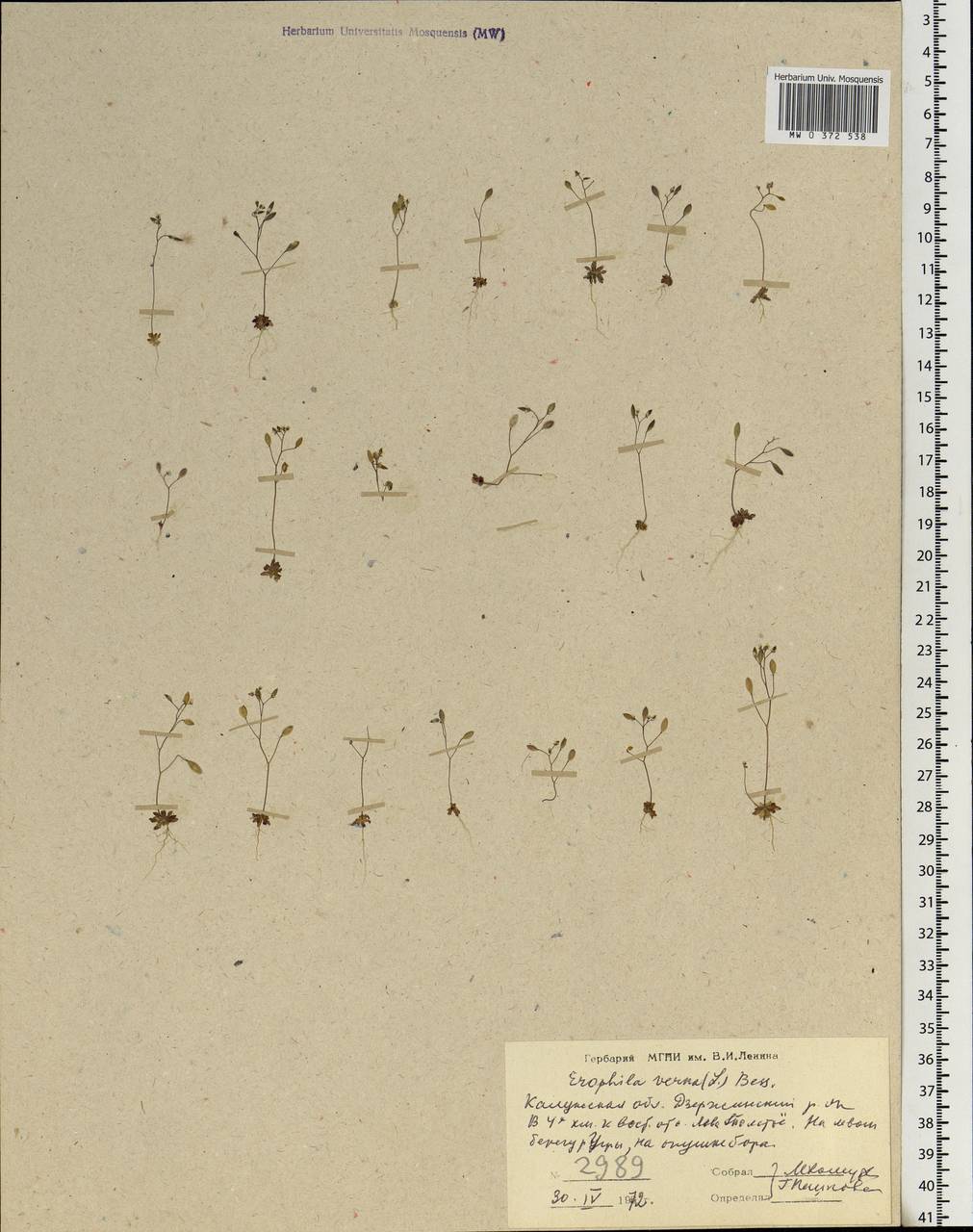 Draba verna L., Eastern Europe, Central region (E4) (Russia)