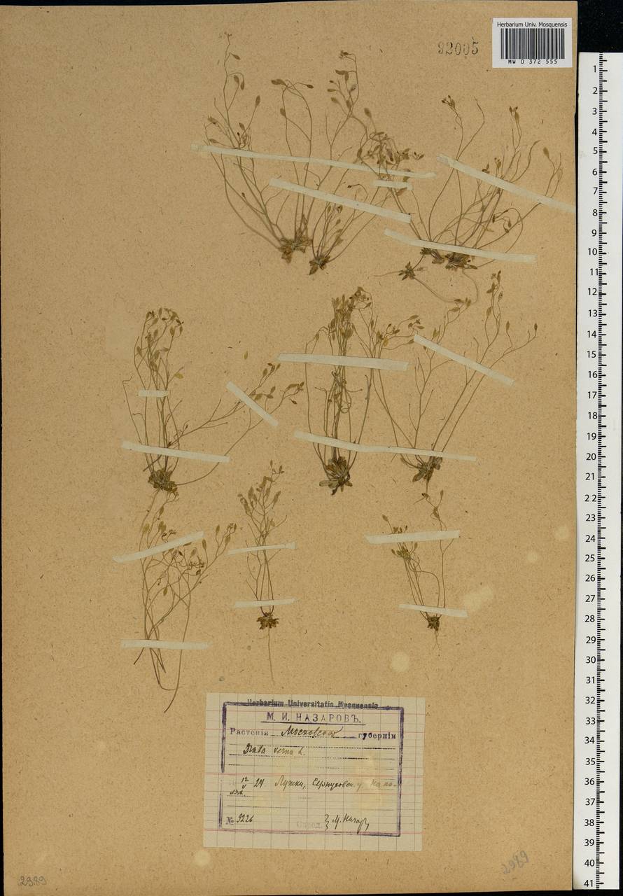 Draba verna L., Eastern Europe, Moscow region (E4a) (Russia)