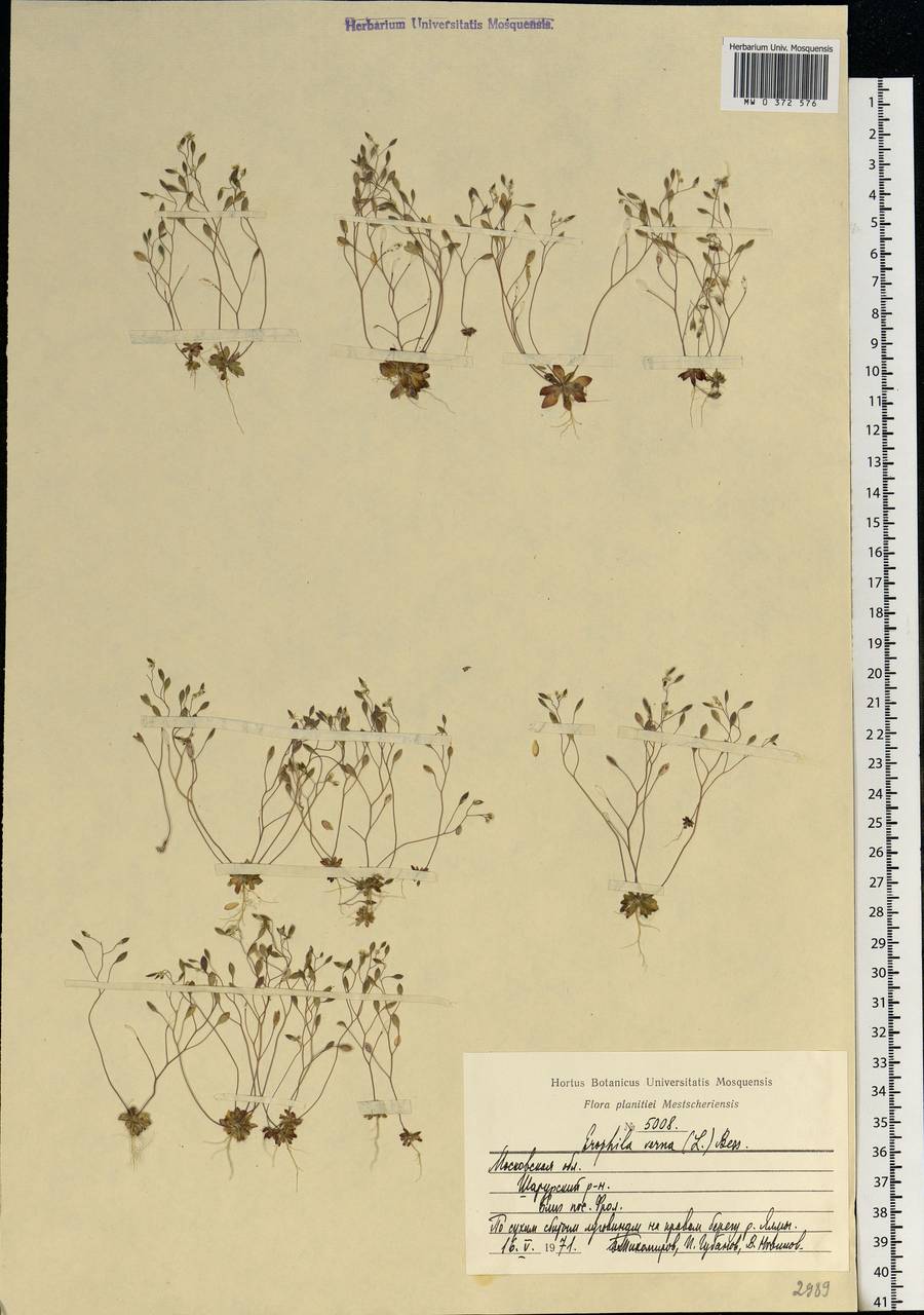Draba verna L., Eastern Europe, Moscow region (E4a) (Russia)