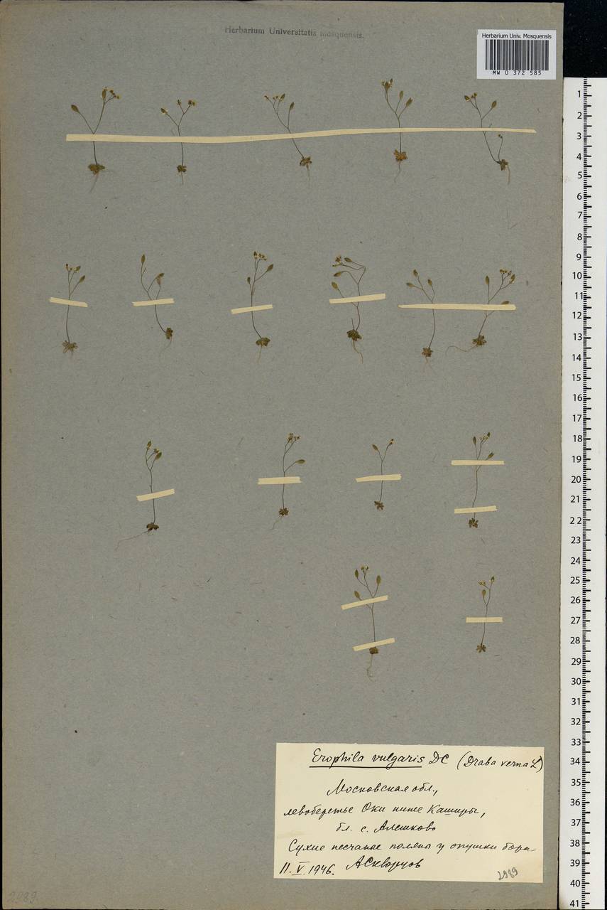 Draba verna L., Eastern Europe, Moscow region (E4a) (Russia)