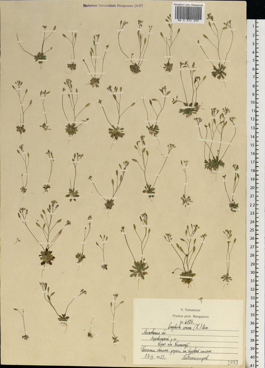 Draba verna L., Eastern Europe, Moscow region (E4a) (Russia)