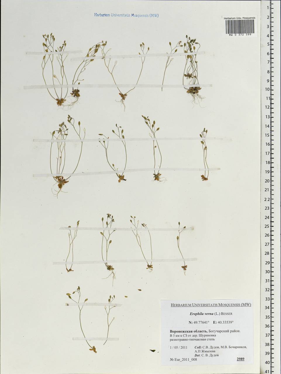 Draba verna L., Eastern Europe, Central forest-and-steppe region (E6) (Russia)