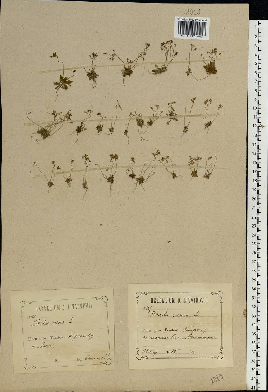 Draba verna L., Eastern Europe, Central forest-and-steppe region (E6) (Russia)