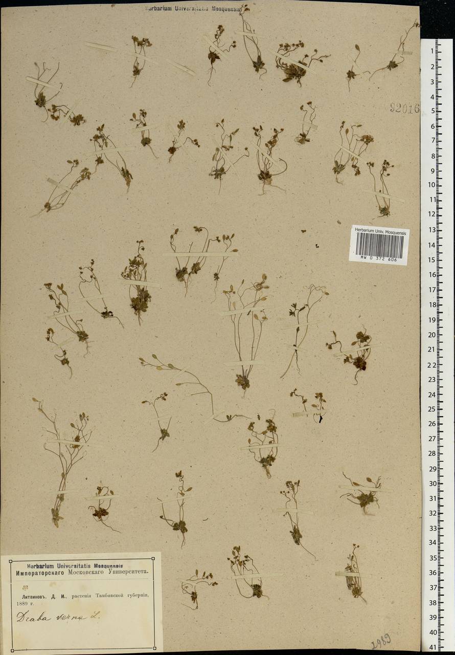 Draba verna L., Eastern Europe, Central forest-and-steppe region (E6) (Russia)