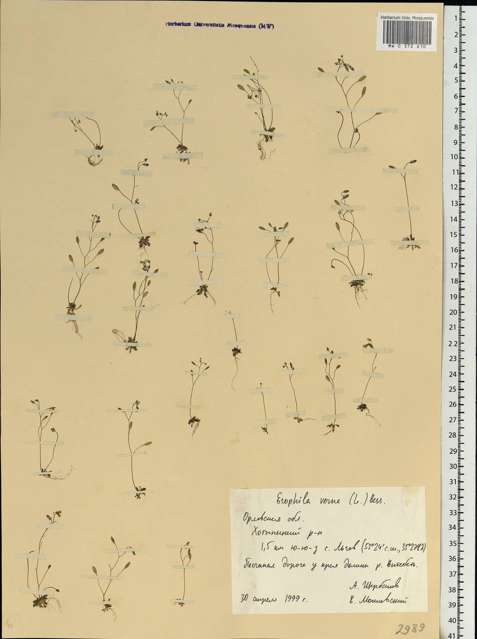 Draba verna L., Eastern Europe, Central forest-and-steppe region (E6) (Russia)