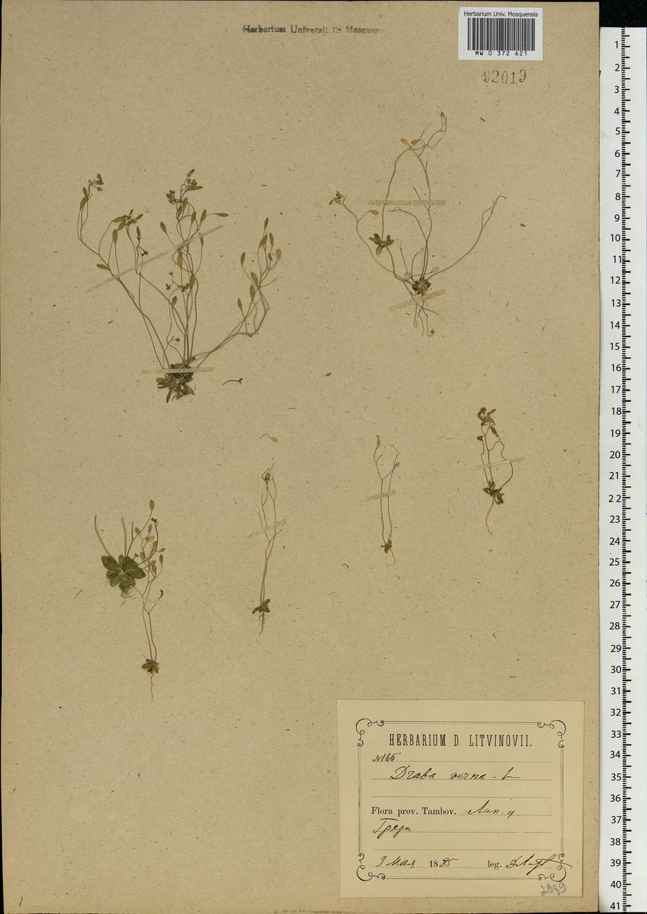 Draba verna L., Eastern Europe, Central forest-and-steppe region (E6) (Russia)
