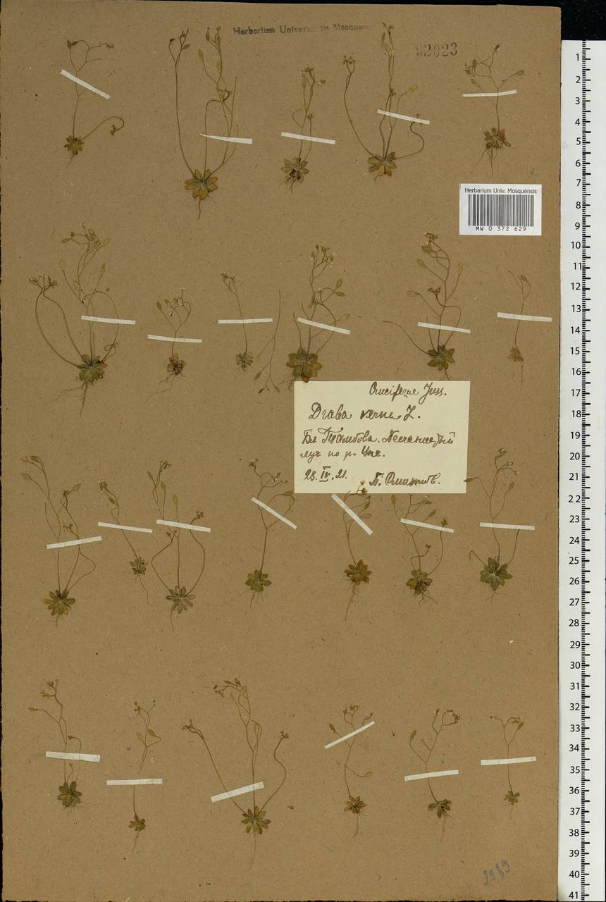 Draba verna L., Eastern Europe, Central forest-and-steppe region (E6) (Russia)