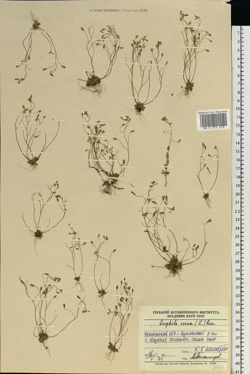 Draba verna L., Eastern Europe, Middle Volga region (E8) (Russia)