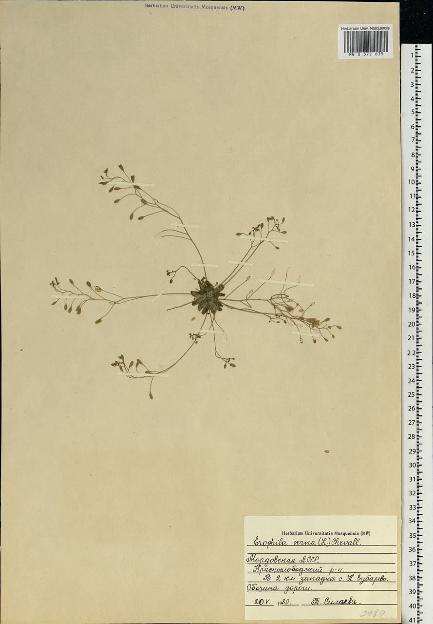 Draba verna L., Eastern Europe, Middle Volga region (E8) (Russia)