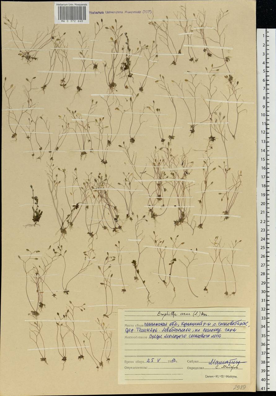 Draba verna L., Eastern Europe, Middle Volga region (E8) (Russia)