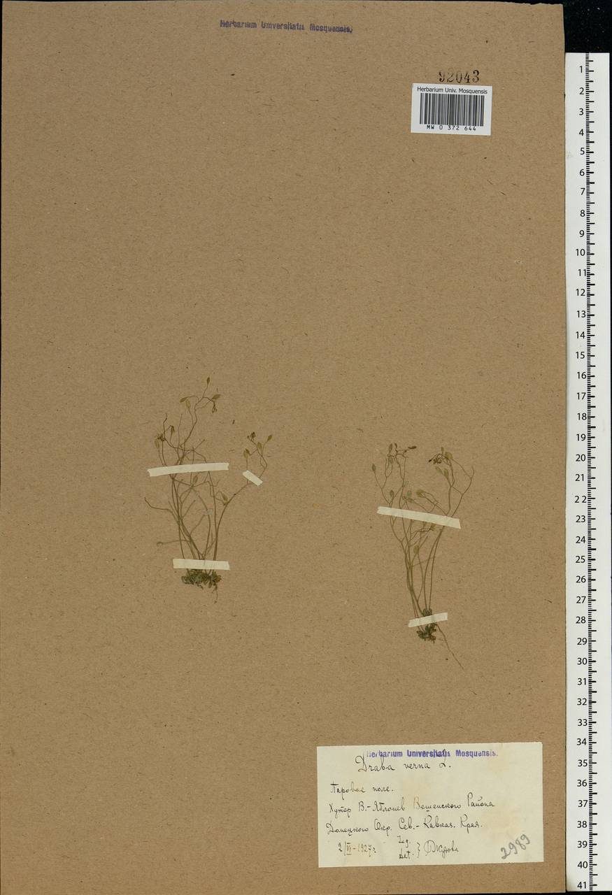 Draba verna L., Eastern Europe, Rostov Oblast (E12a) (Russia)