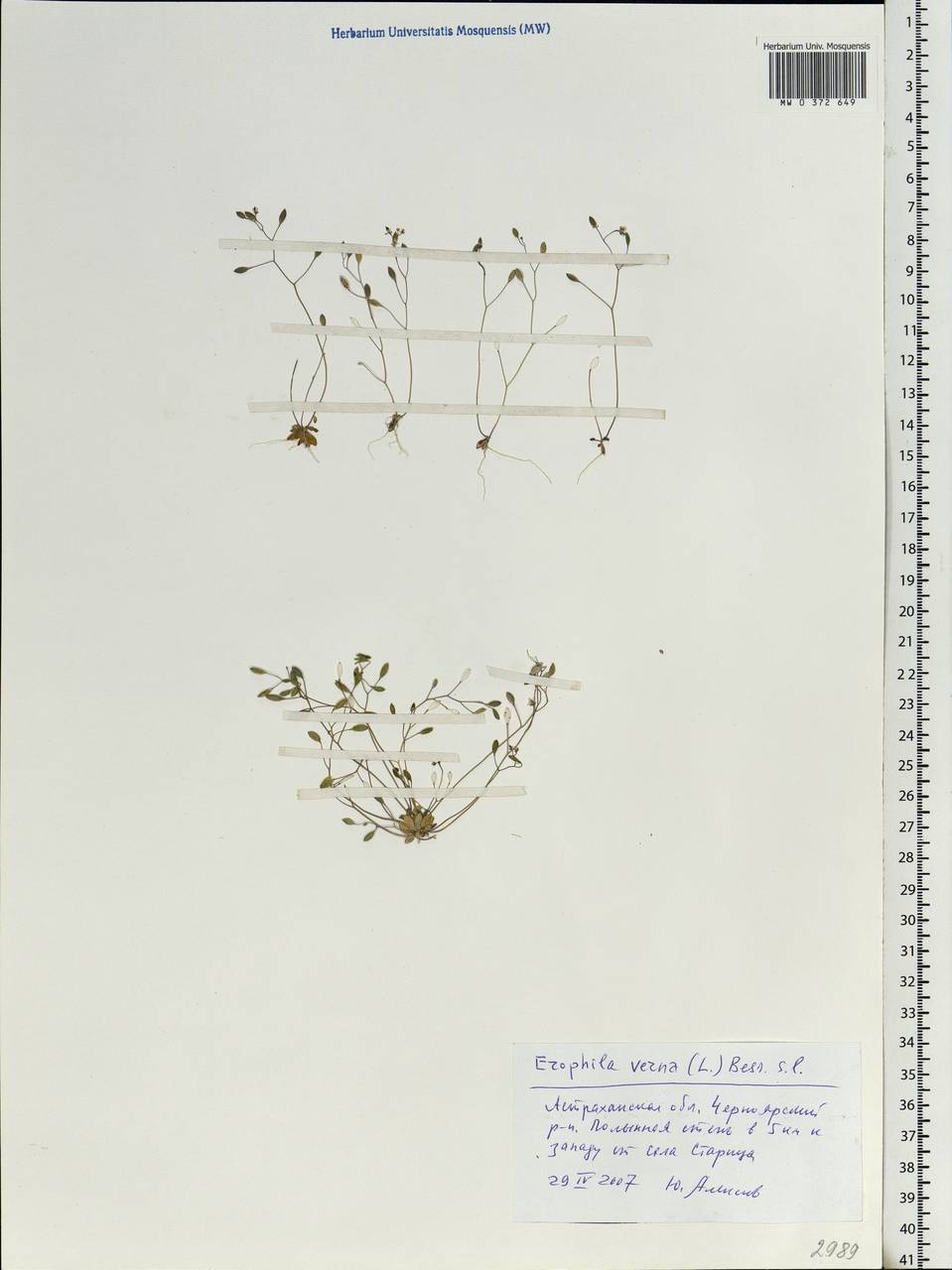 Draba verna L., Eastern Europe, Lower Volga region (E9) (Russia)