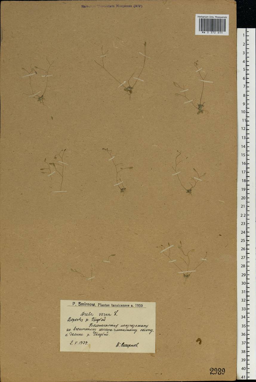 Draba verna L., Eastern Europe, Lower Volga region (E9) (Russia)