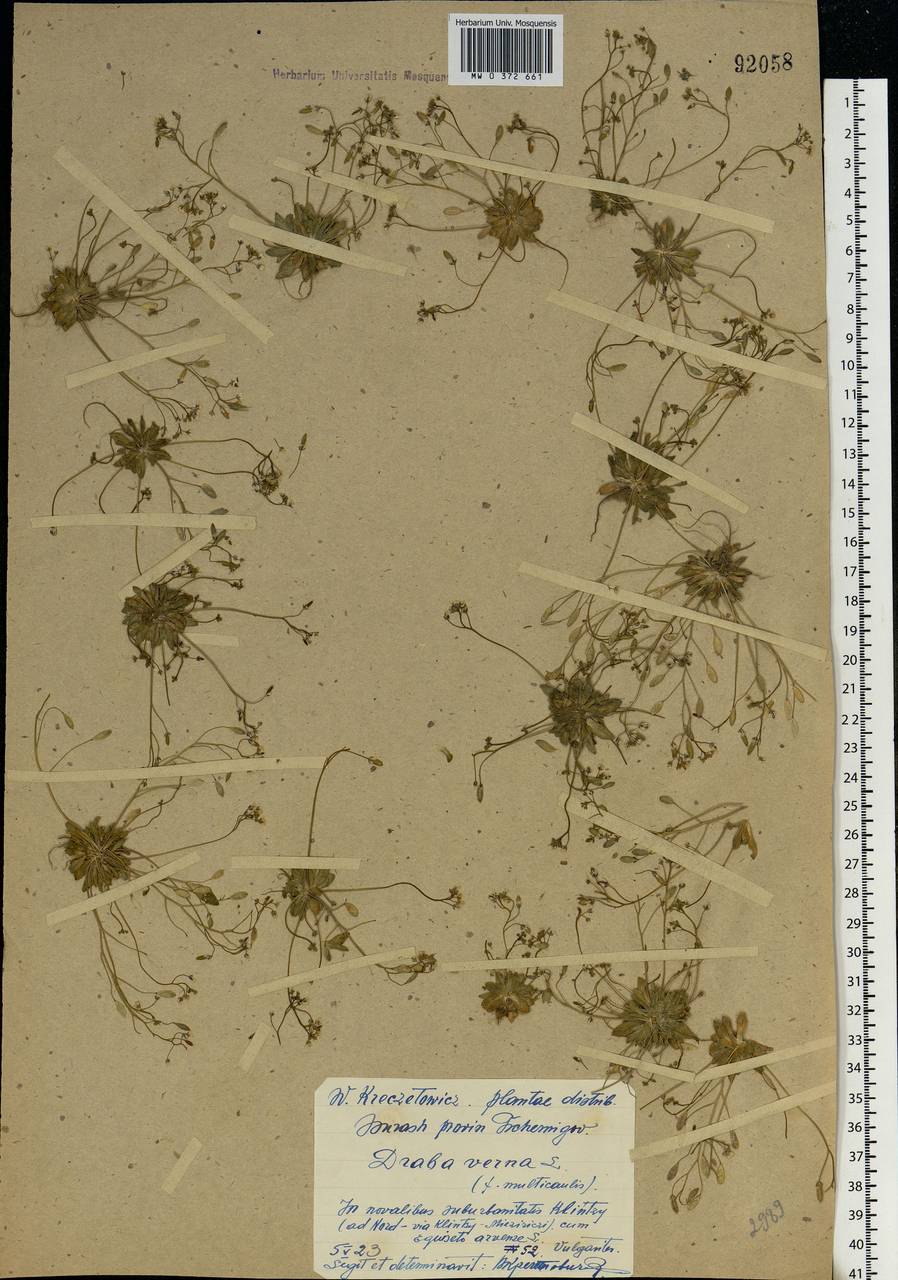 Draba verna L., Eastern Europe, Western region (E3) (Russia)