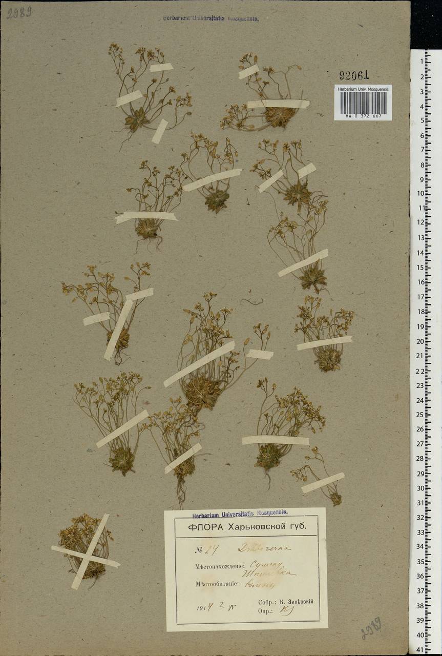 Draba verna L., Eastern Europe, North Ukrainian region (E11) (Ukraine)