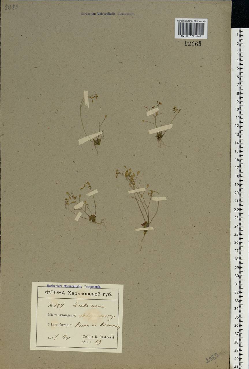 Draba verna L., Eastern Europe, North Ukrainian region (E11) (Ukraine)