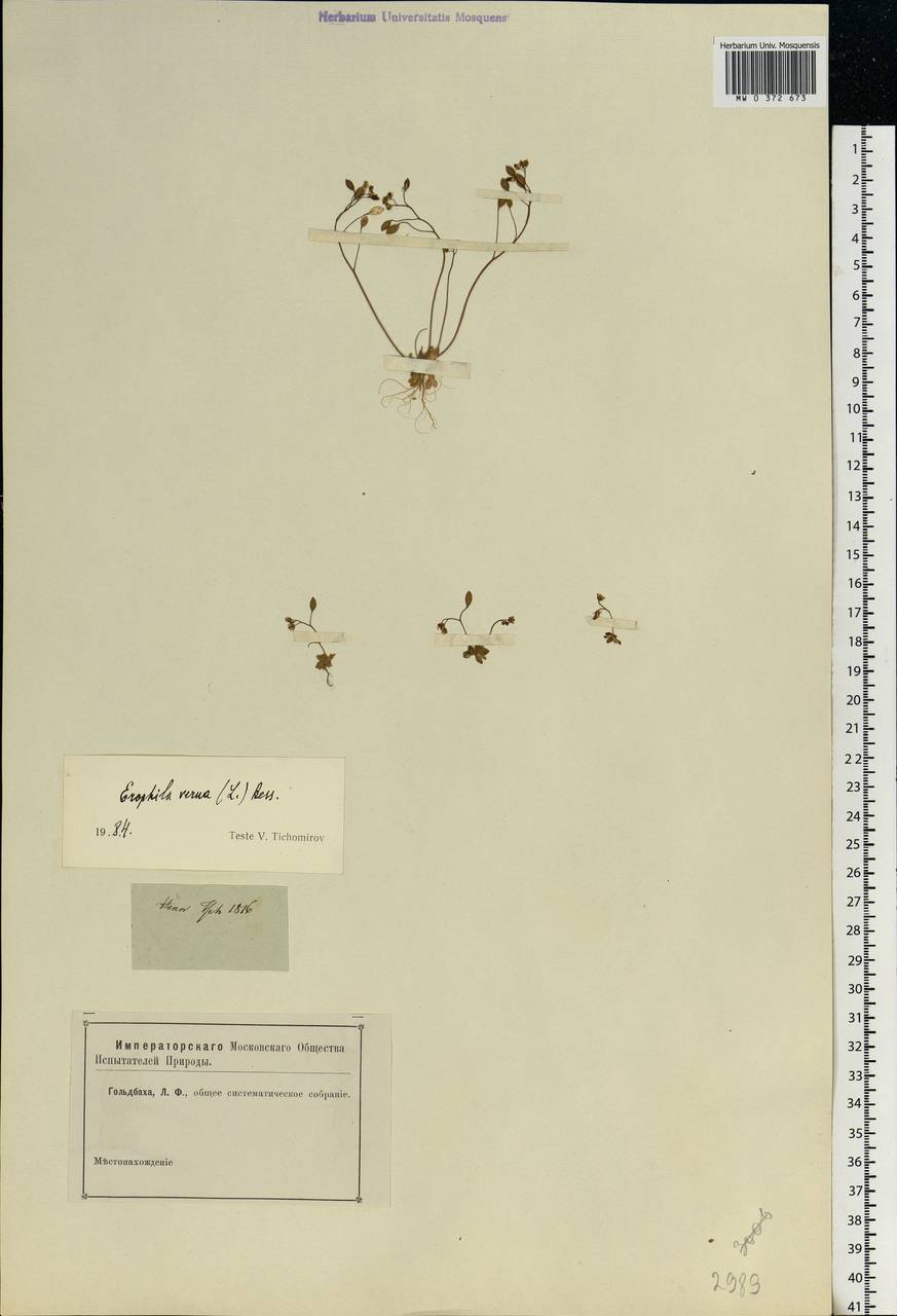 Draba verna L., Eastern Europe, Rostov Oblast (E12a) (Russia)