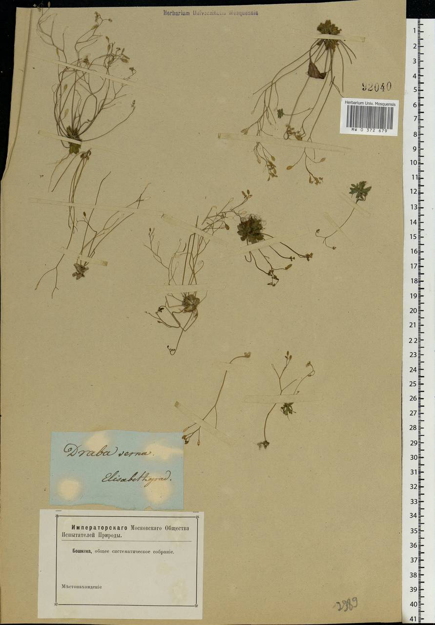 Draba verna L., Eastern Europe, South Ukrainian region (E12) (Ukraine)