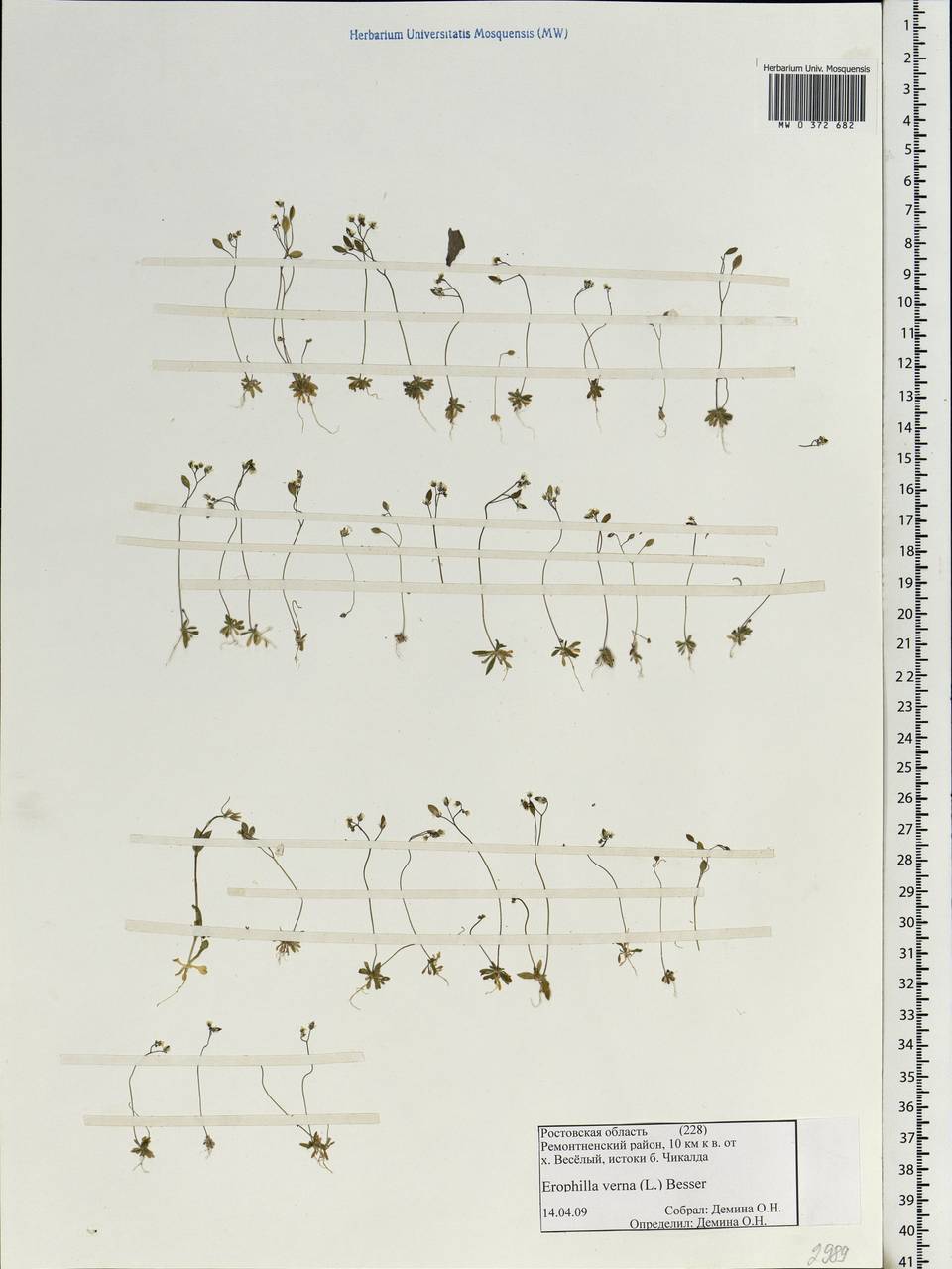 Draba verna L., Eastern Europe, Rostov Oblast (E12a) (Russia)