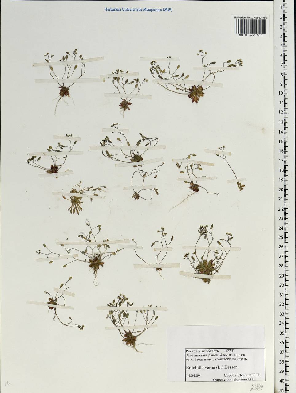 Draba verna L., Eastern Europe, Rostov Oblast (E12a) (Russia)