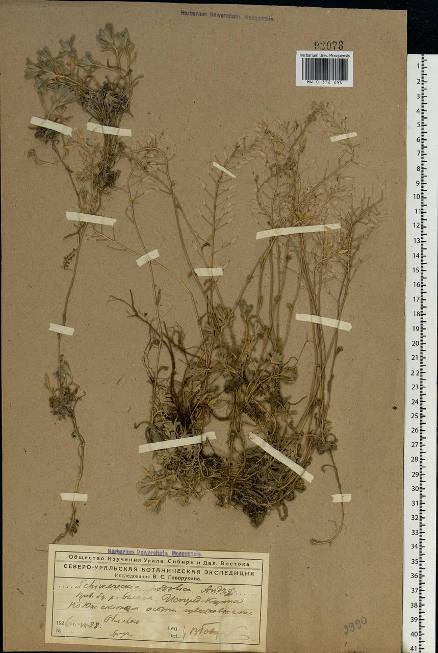 Draba hyperborea (L.) Desv., Eastern Europe, Northern region (E1) (Russia)