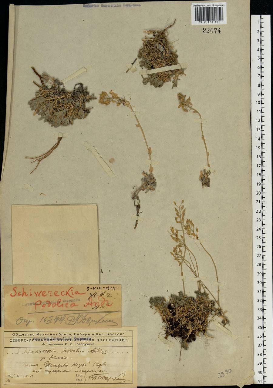 Draba hyperborea (L.) Desv., Eastern Europe, Northern region (E1) (Russia)