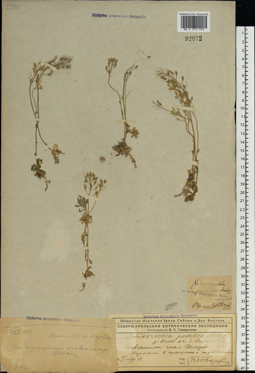 Draba hyperborea (L.) Desv., Eastern Europe, Northern region (E1) (Russia)
