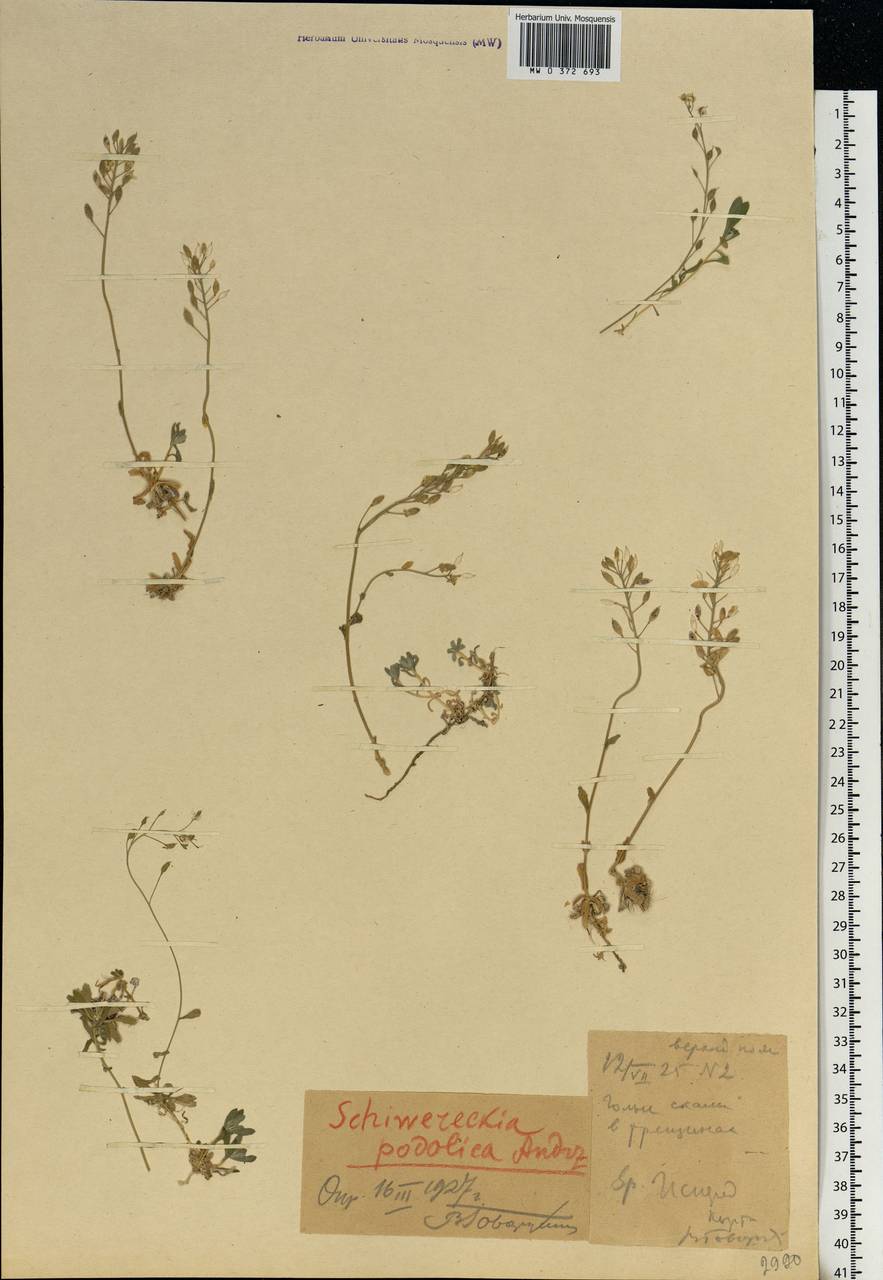 Draba hyperborea (L.) Desv., Eastern Europe, Northern region (E1) (Russia)