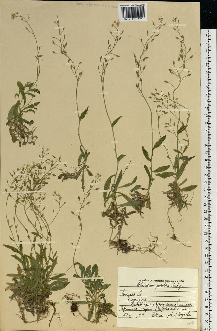 Draba hyperborea (L.) Desv., Eastern Europe, Central forest-and-steppe region (E6) (Russia)