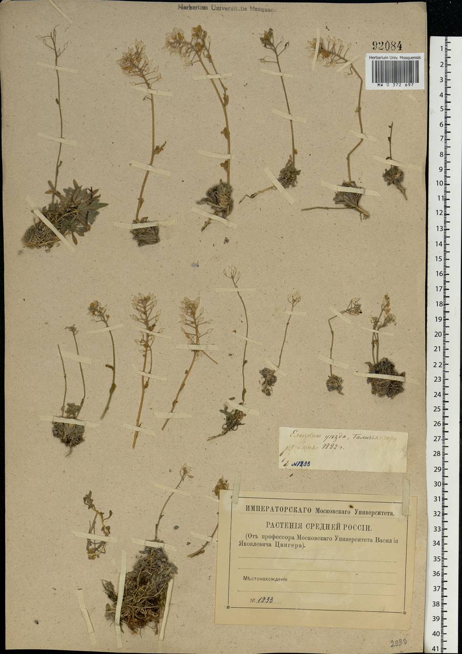 Draba hyperborea (L.) Desv., Eastern Europe, Central forest-and-steppe region (E6) (Russia)