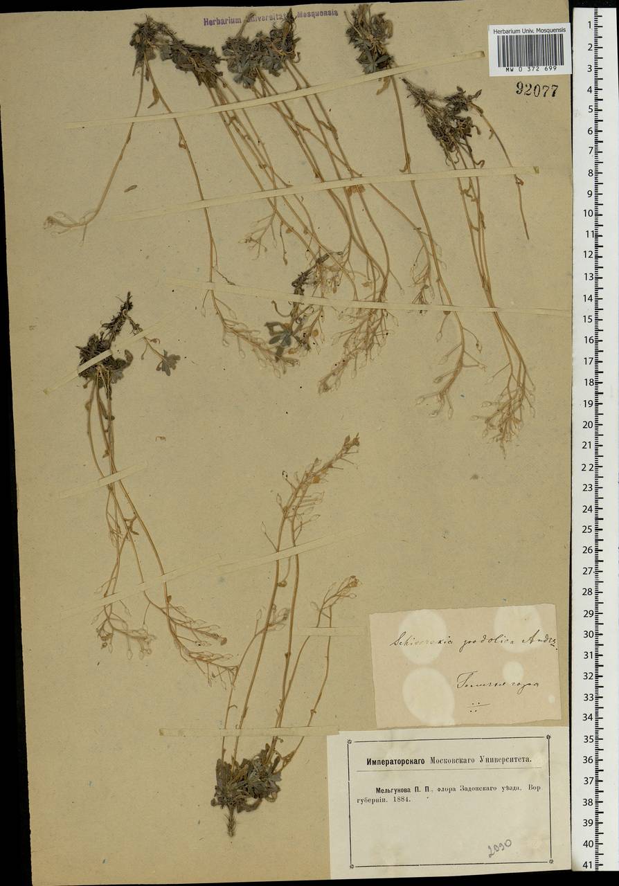 Draba hyperborea (L.) Desv., Eastern Europe, Central forest-and-steppe region (E6) (Russia)