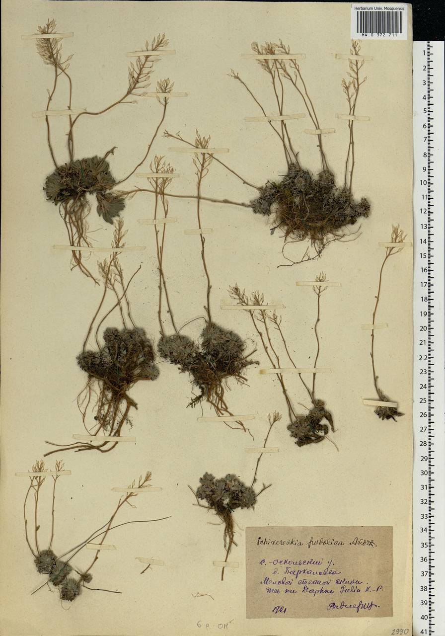 Draba hyperborea (L.) Desv., Eastern Europe, Central forest-and-steppe region (E6) (Russia)