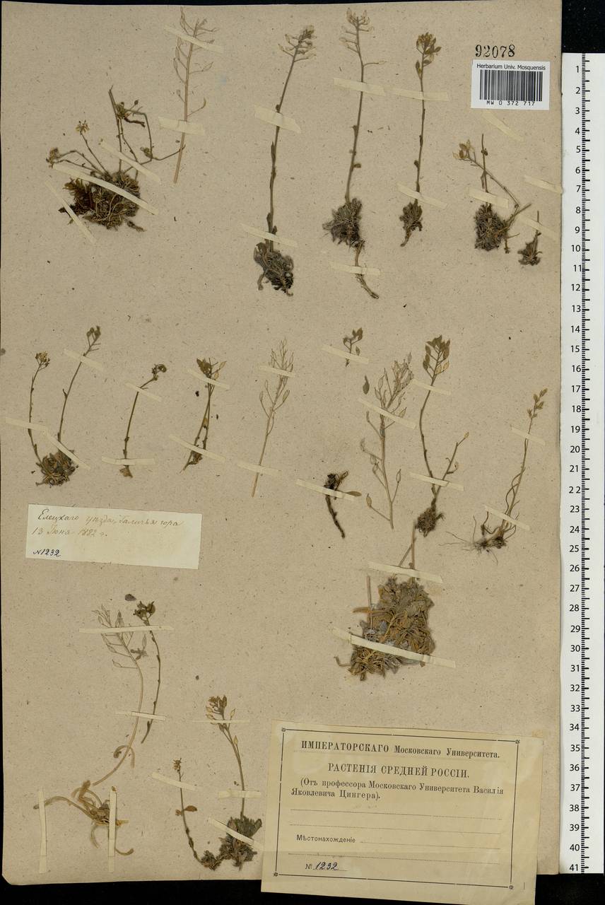 Draba hyperborea (L.) Desv., Eastern Europe, Central forest-and-steppe region (E6) (Russia)