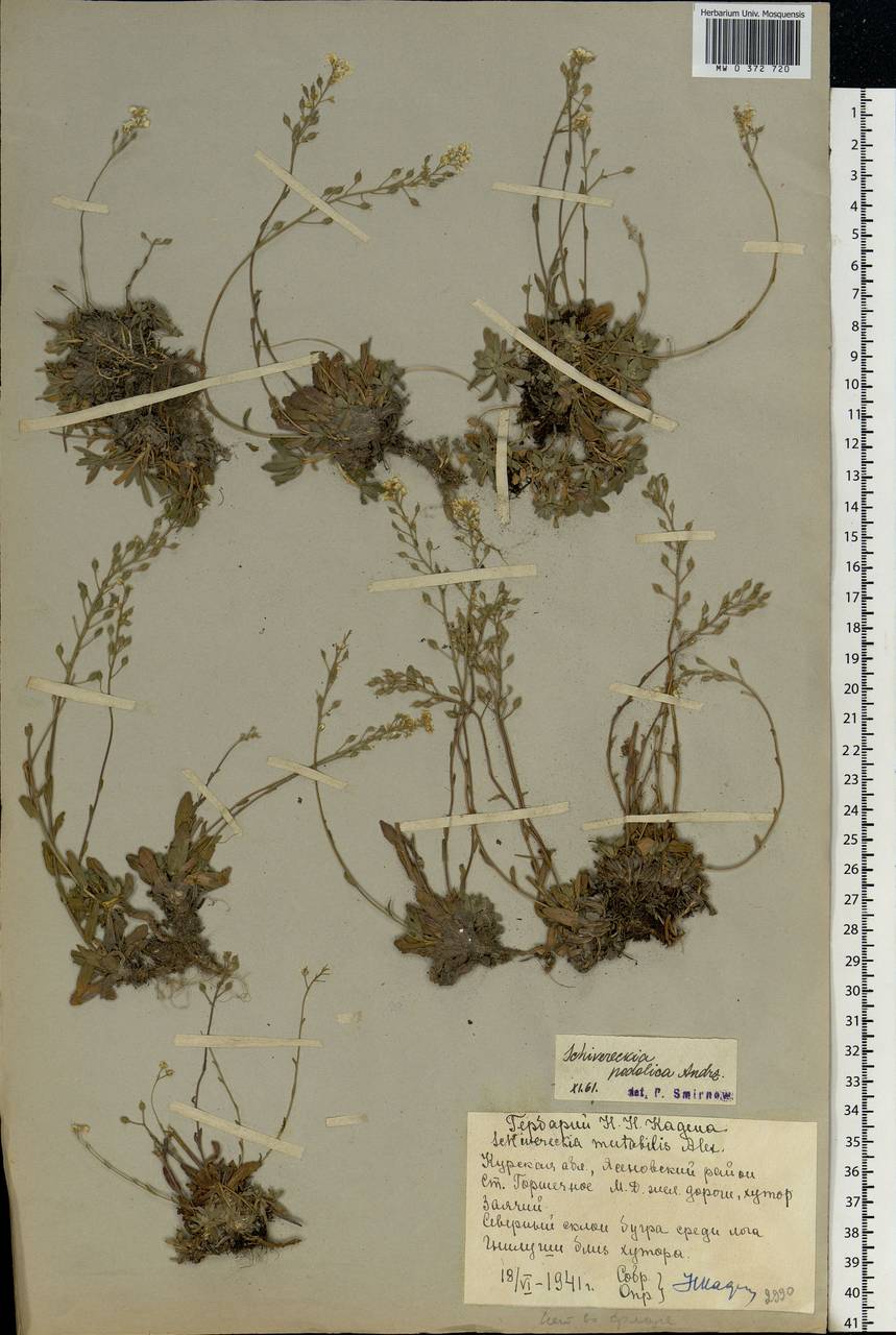 Draba hyperborea (L.) Desv., Eastern Europe, Central forest-and-steppe region (E6) (Russia)