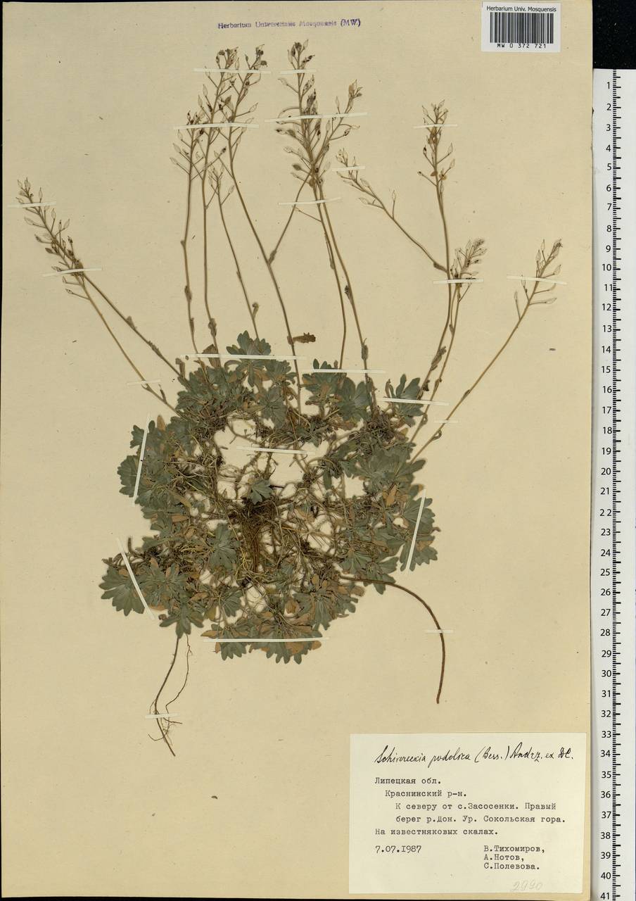 Draba hyperborea (L.) Desv., Eastern Europe, Central forest-and-steppe region (E6) (Russia)