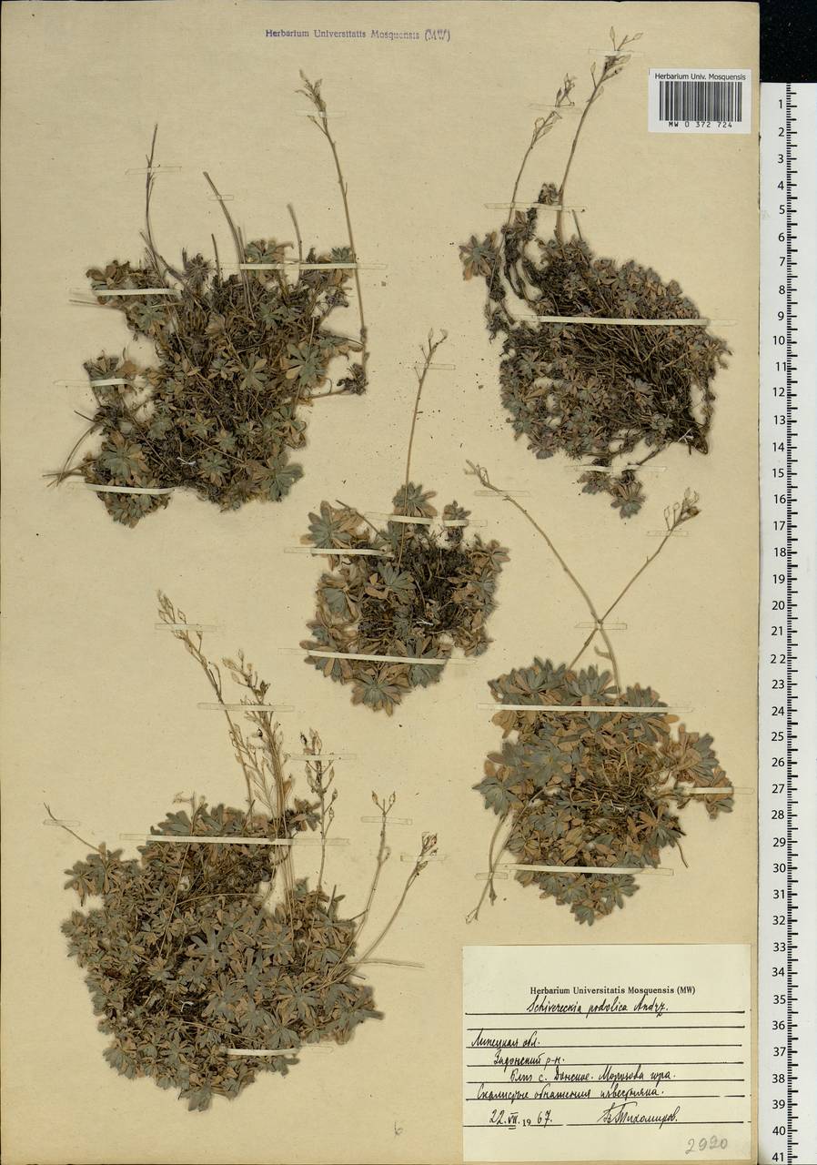 Draba hyperborea (L.) Desv., Eastern Europe, Central forest-and-steppe region (E6) (Russia)