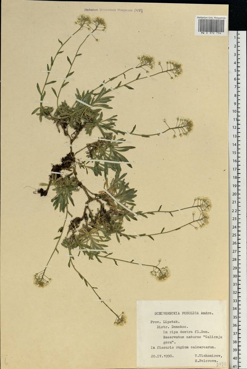 Draba hyperborea (L.) Desv., Eastern Europe, Central forest-and-steppe region (E6) (Russia)