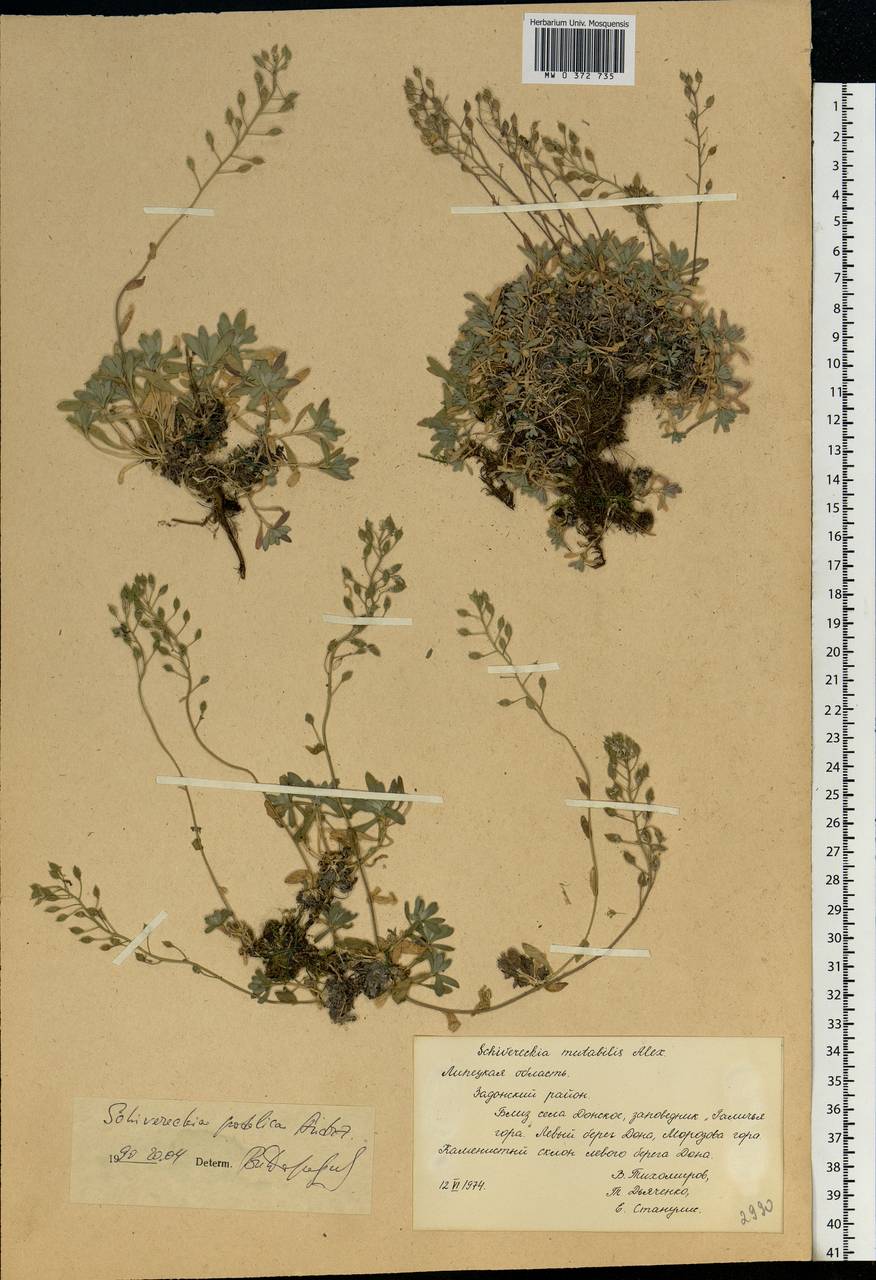 Draba hyperborea (L.) Desv., Eastern Europe, Central forest-and-steppe region (E6) (Russia)