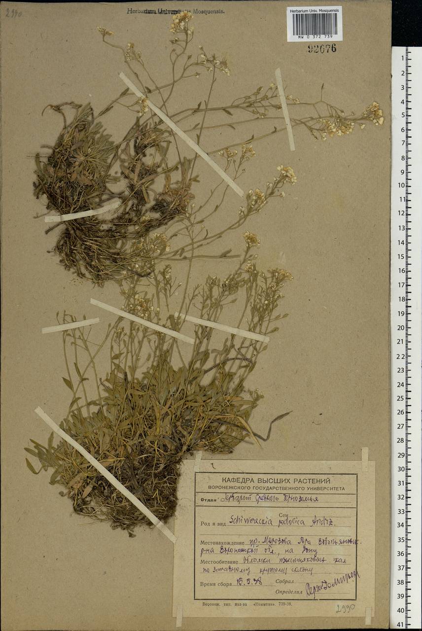 Draba hyperborea (L.) Desv., Eastern Europe, Central forest-and-steppe region (E6) (Russia)