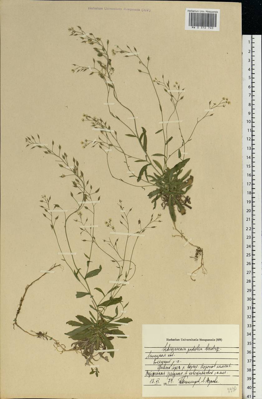 Draba hyperborea (L.) Desv., Eastern Europe, Central forest-and-steppe region (E6) (Russia)