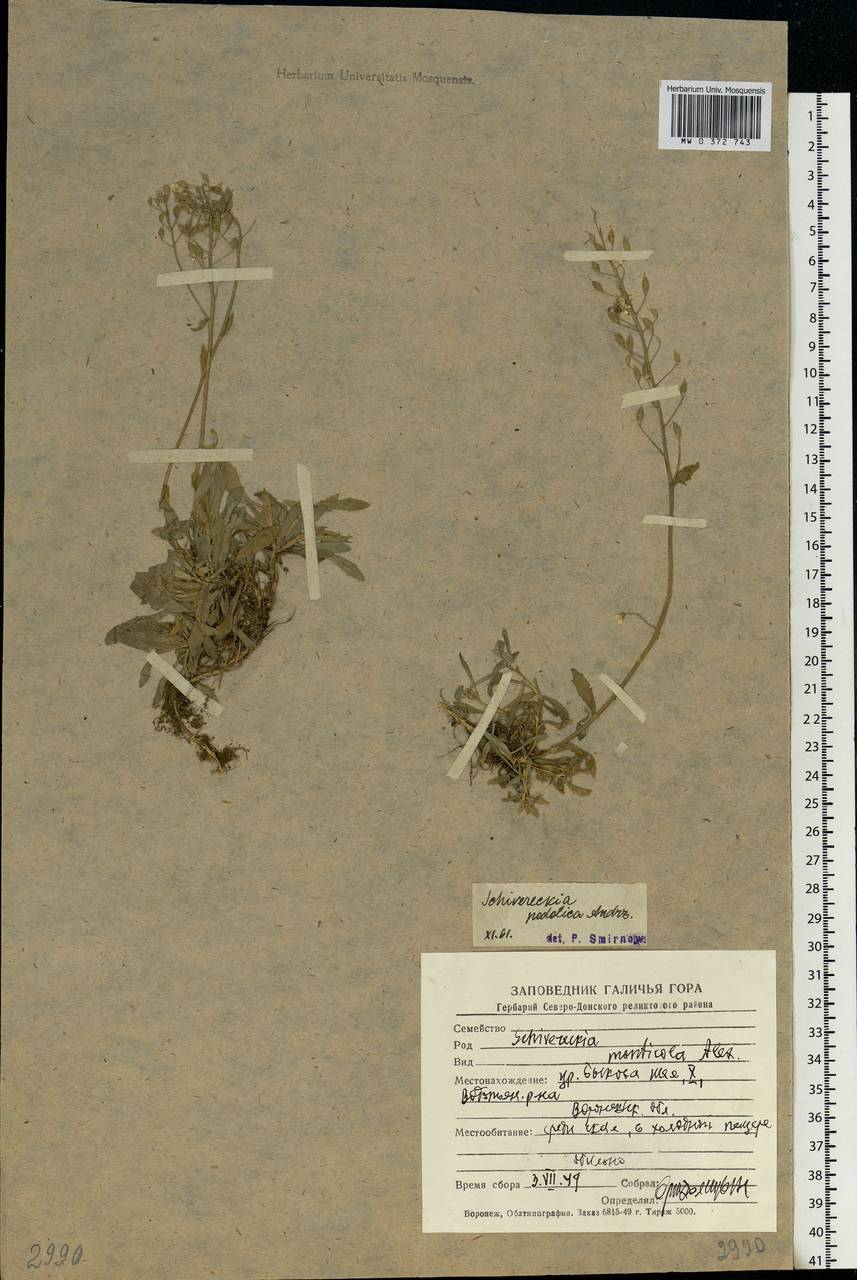 Draba hyperborea (L.) Desv., Eastern Europe, Central forest-and-steppe region (E6) (Russia)