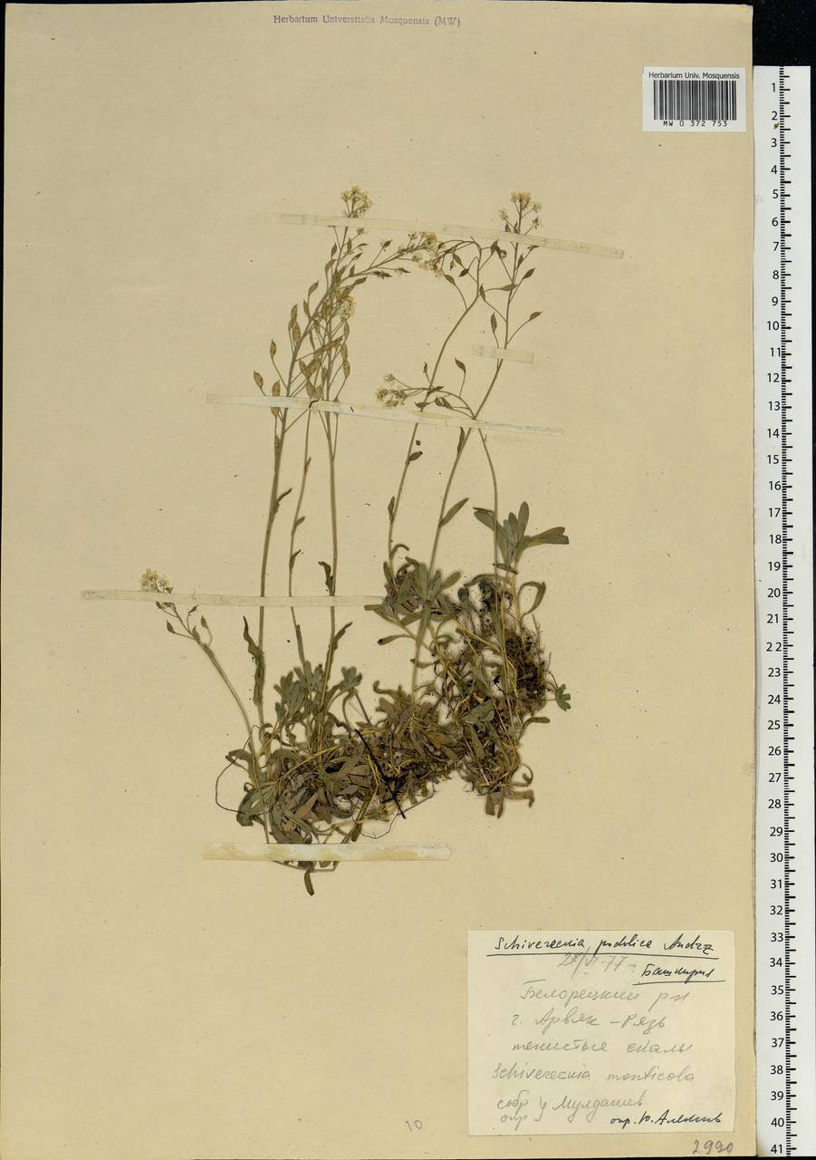 Draba hyperborea (L.) Desv., Eastern Europe, Eastern region (E10) (Russia)