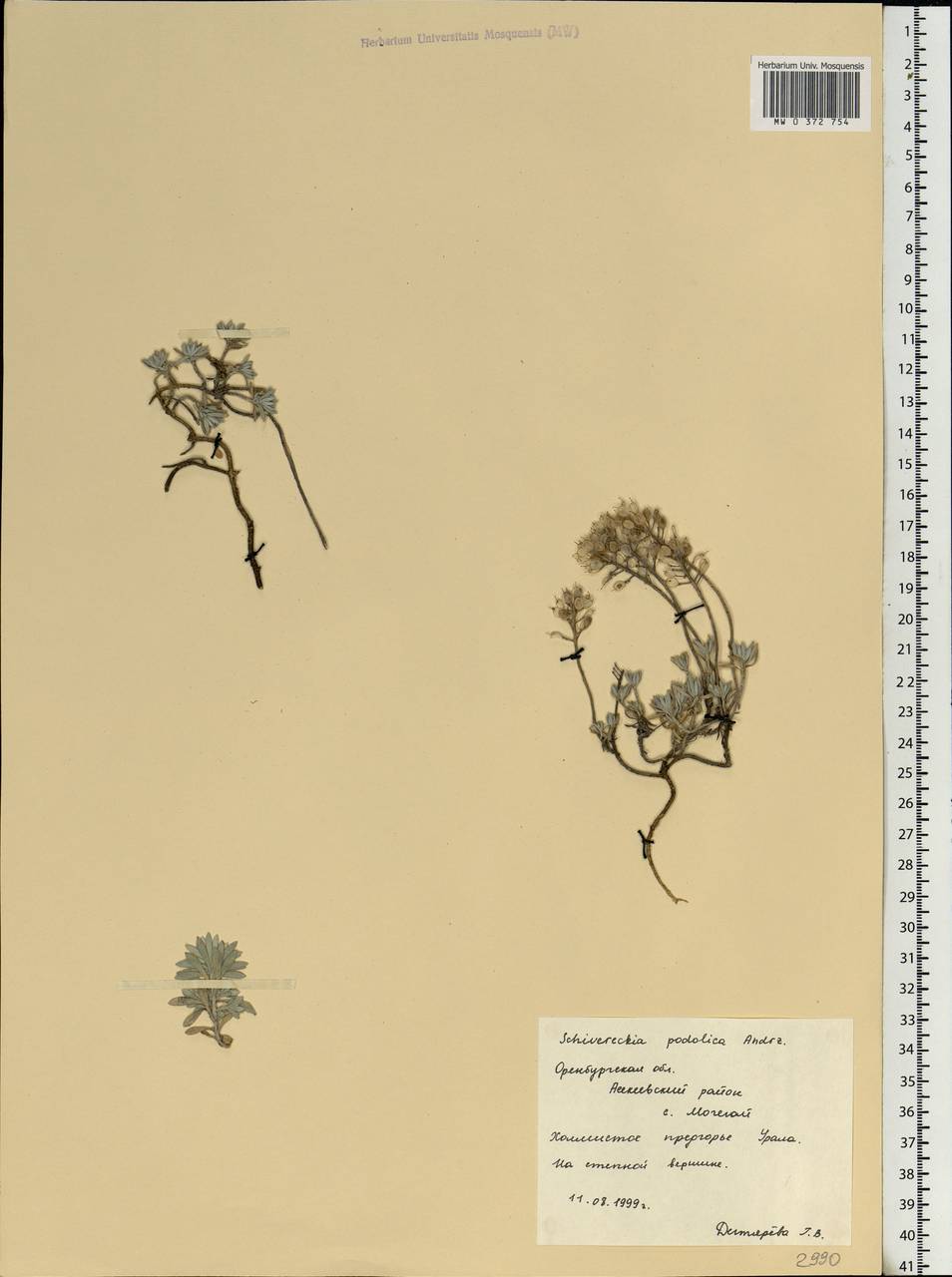 Draba hyperborea (L.) Desv., Eastern Europe, Eastern region (E10) (Russia)