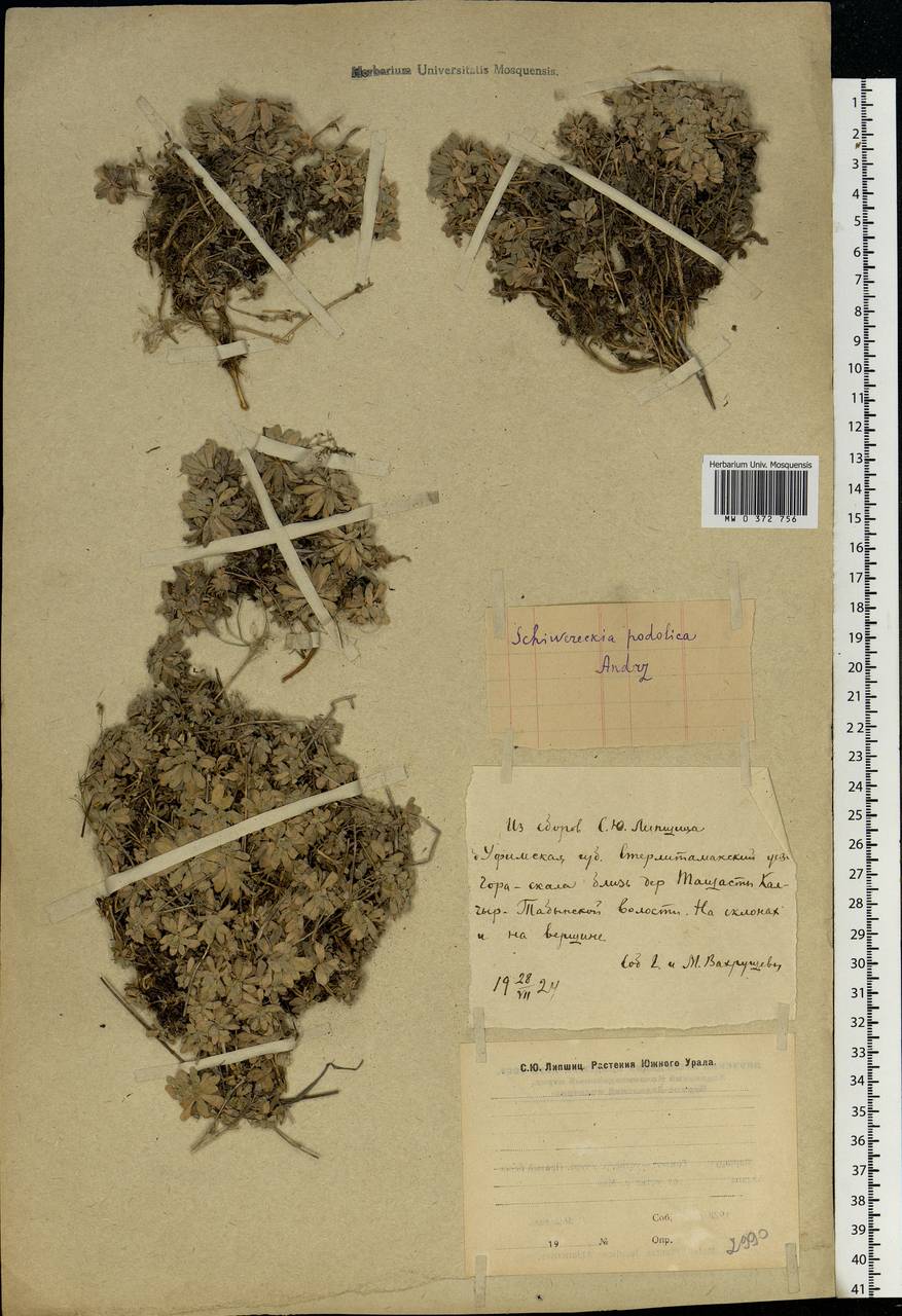 Draba hyperborea (L.) Desv., Eastern Europe, Eastern region (E10) (Russia)