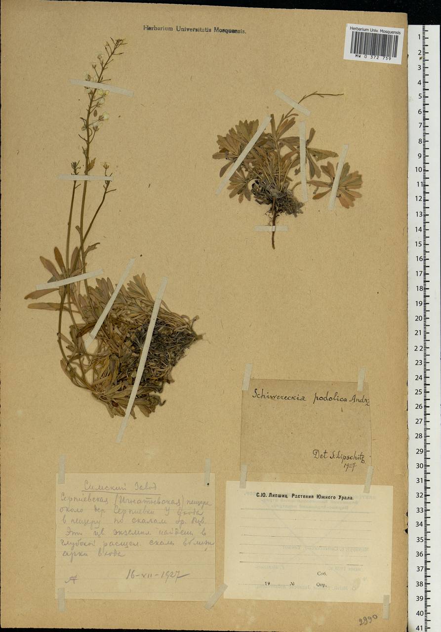 Draba hyperborea (L.) Desv., Eastern Europe, Eastern region (E10) (Russia)