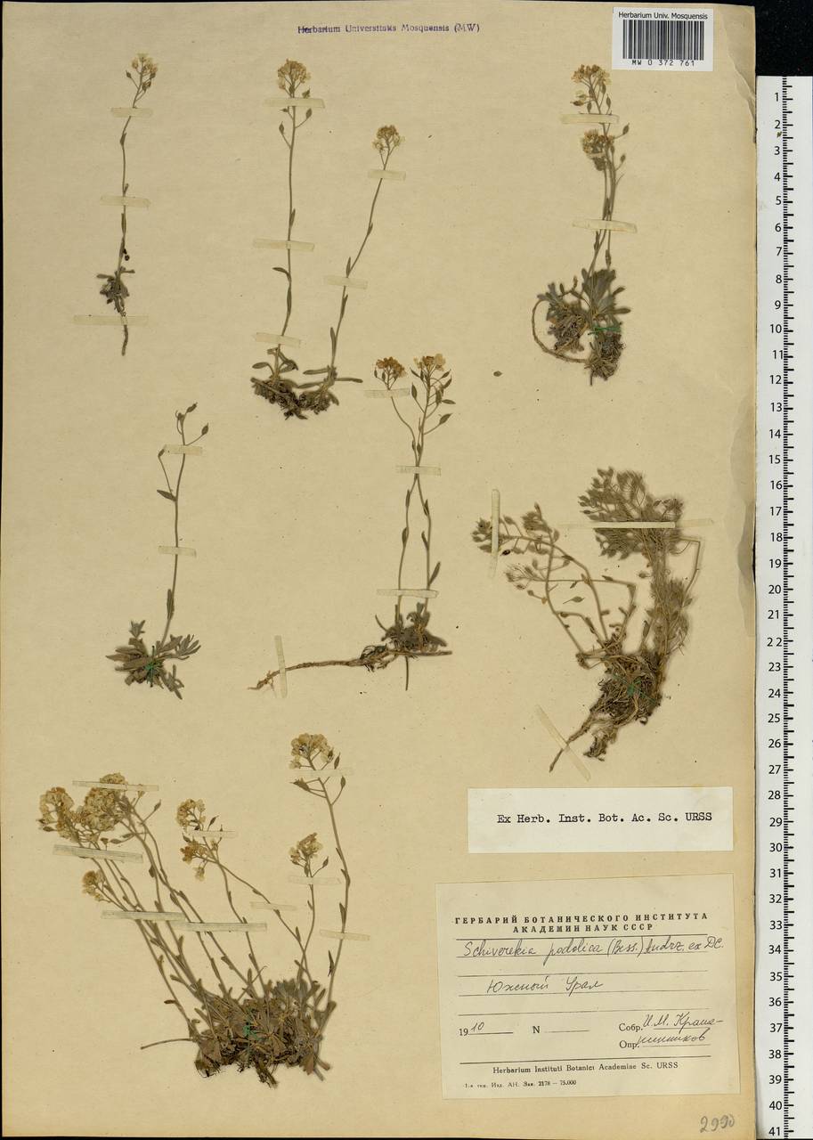 Draba hyperborea (L.) Desv., Eastern Europe, Eastern region (E10) (Russia)